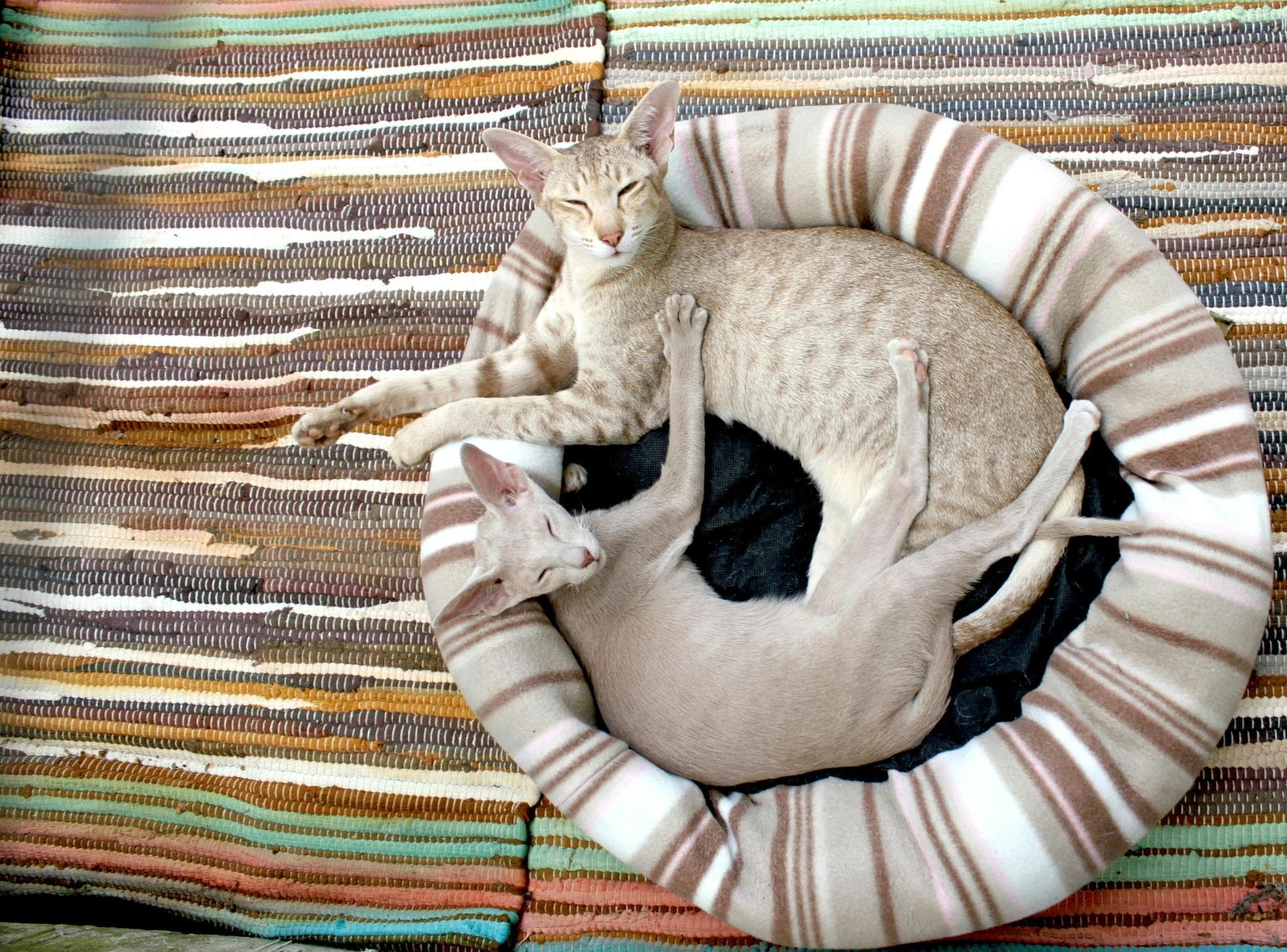 Dog & Cat Vets in Rainelle