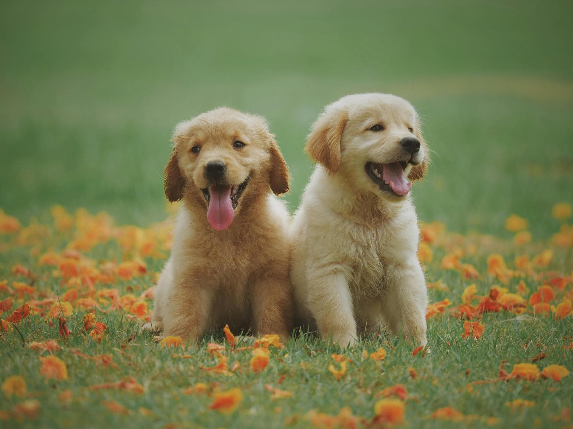 Dog & Cat Vets in Moorefield