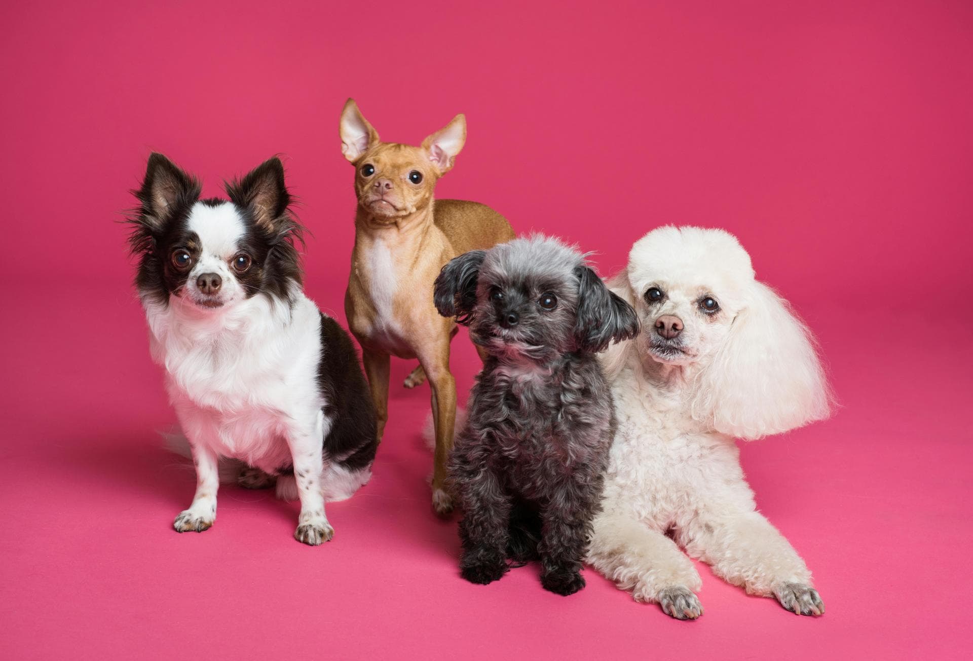 Dog & Cat Vets in Moorefield