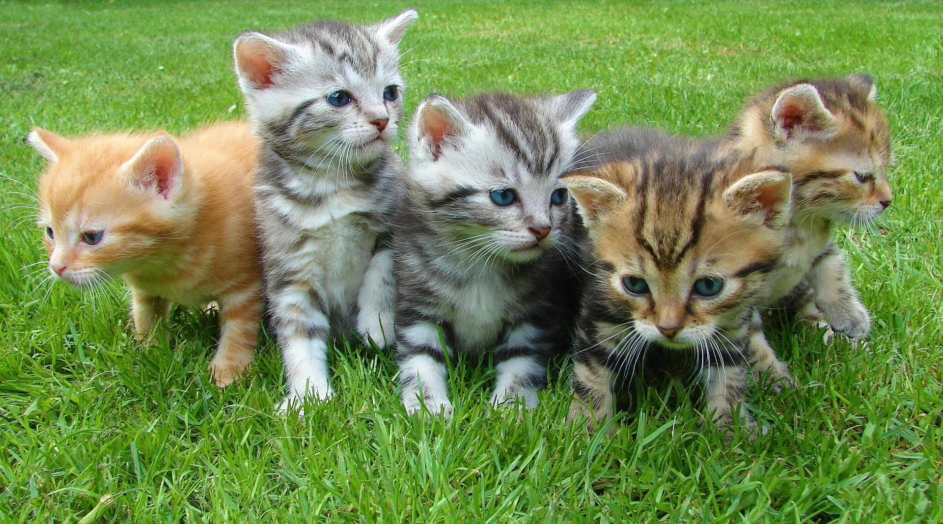 Dog & Cat Vets in Farmington