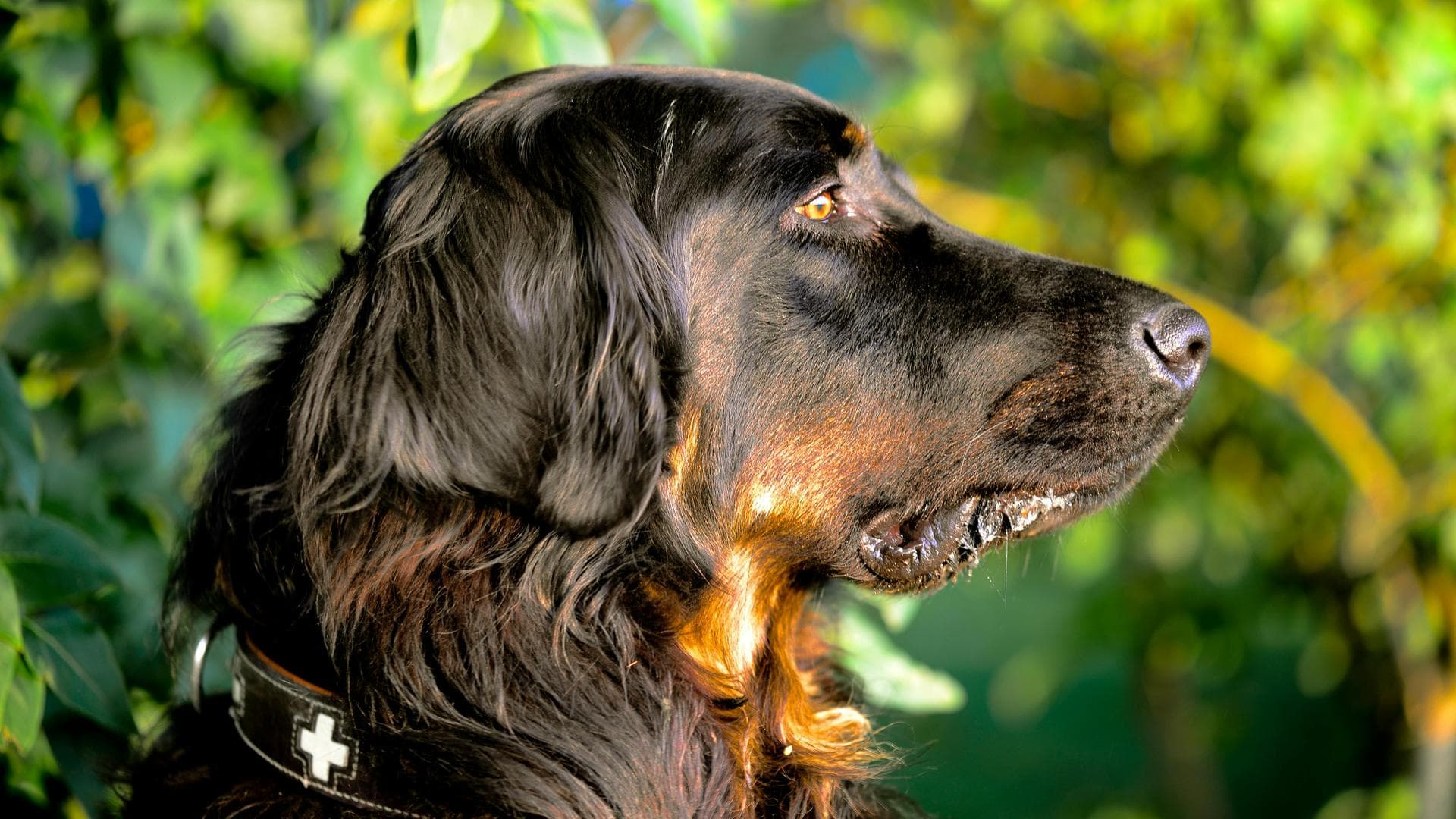 Dog & Cat Vets in Rainelle