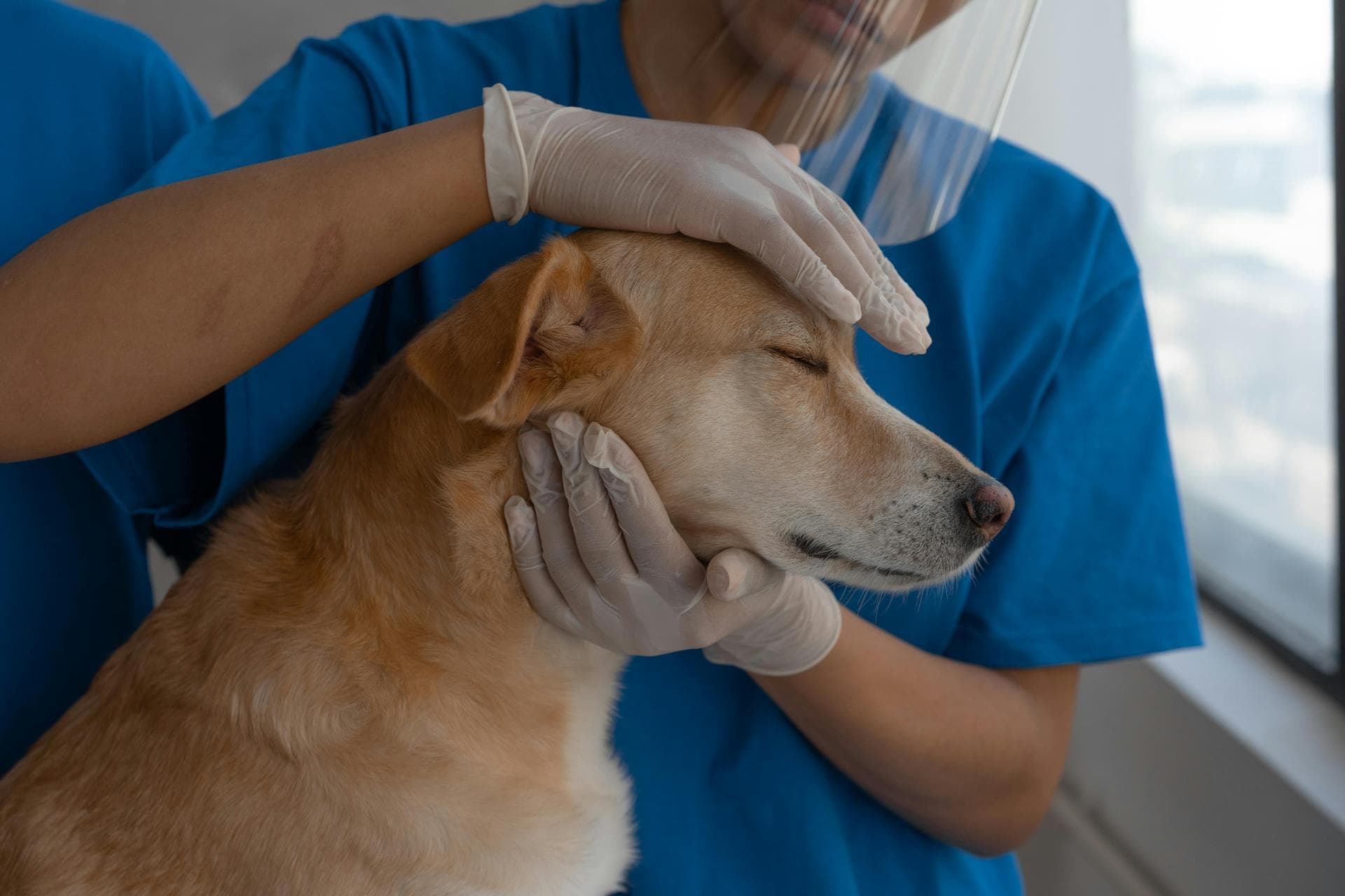Dog & Cat Vets in Vienna