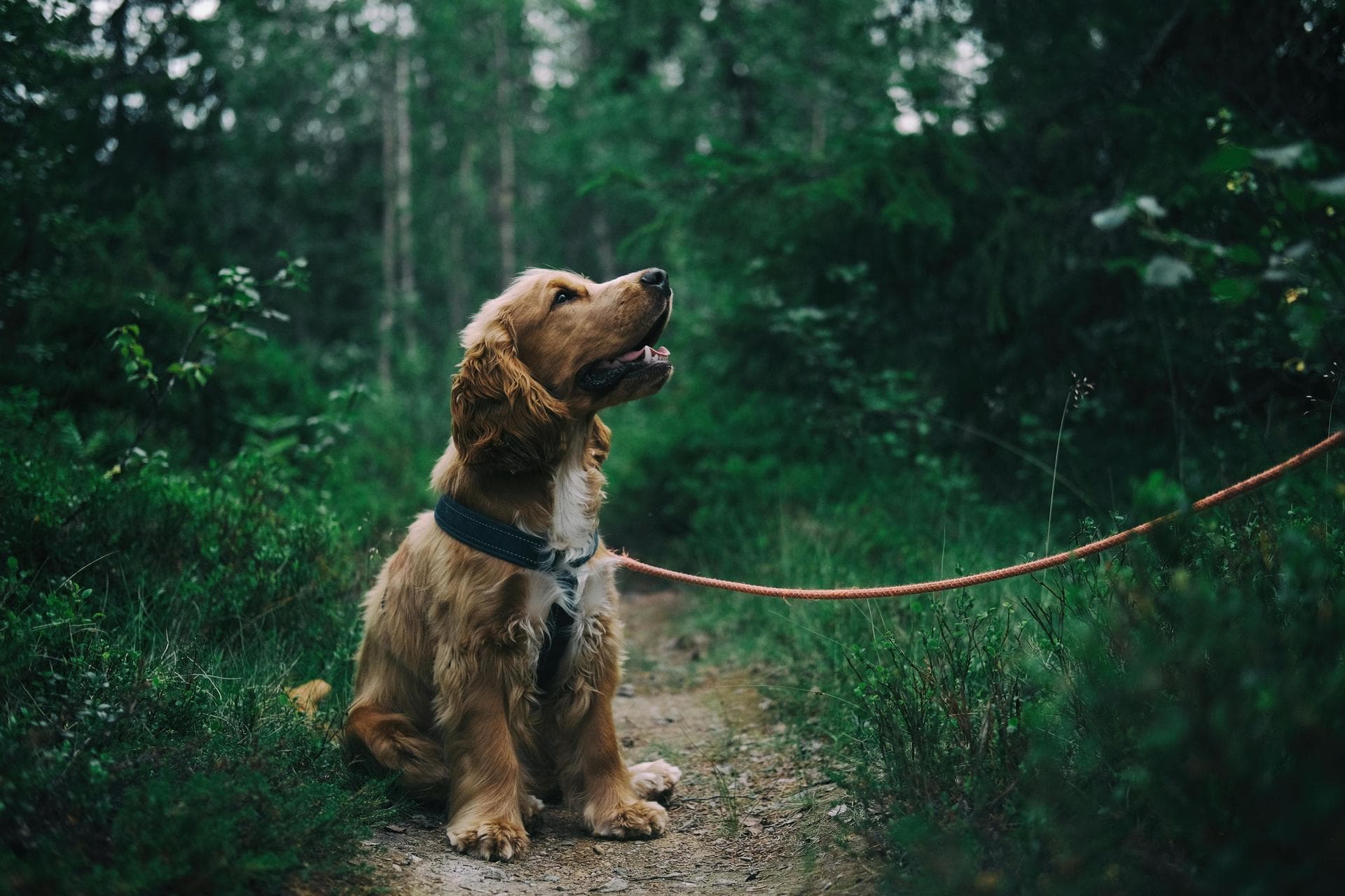 Dog & Cat Vets in Martinsburg