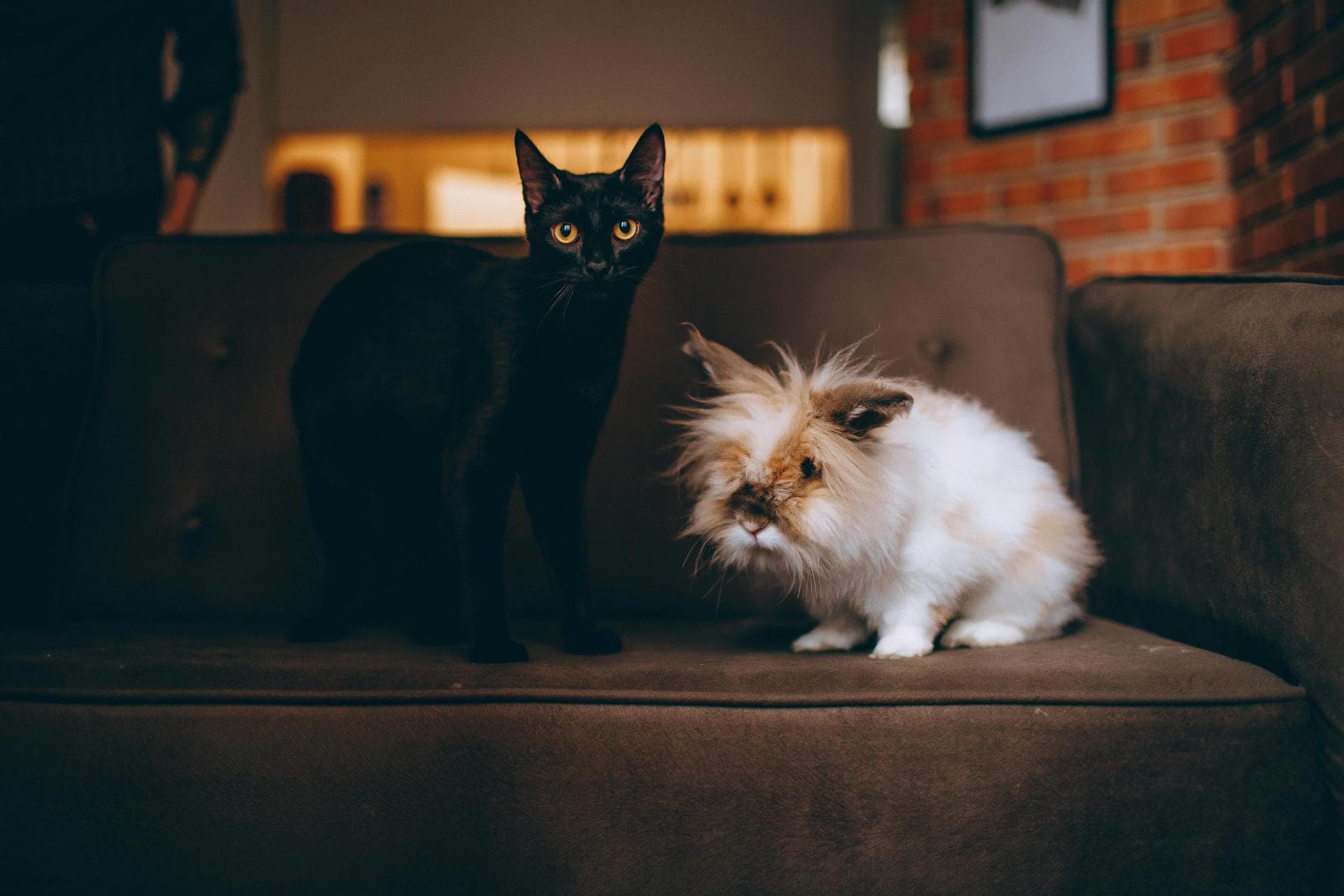 Dog & Cat Vets in Wiley Ford