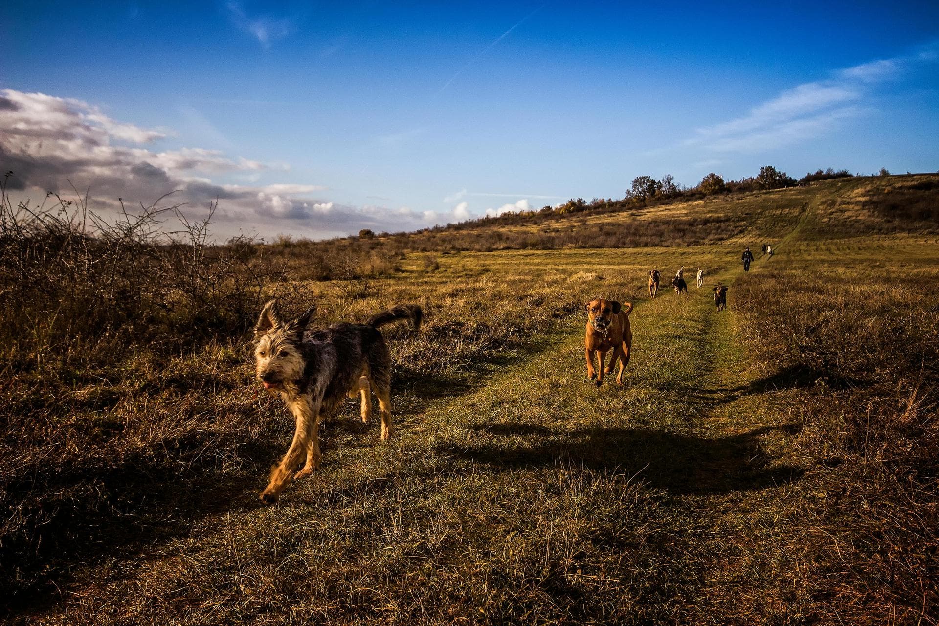 Dog & Cat Vets in Ranson