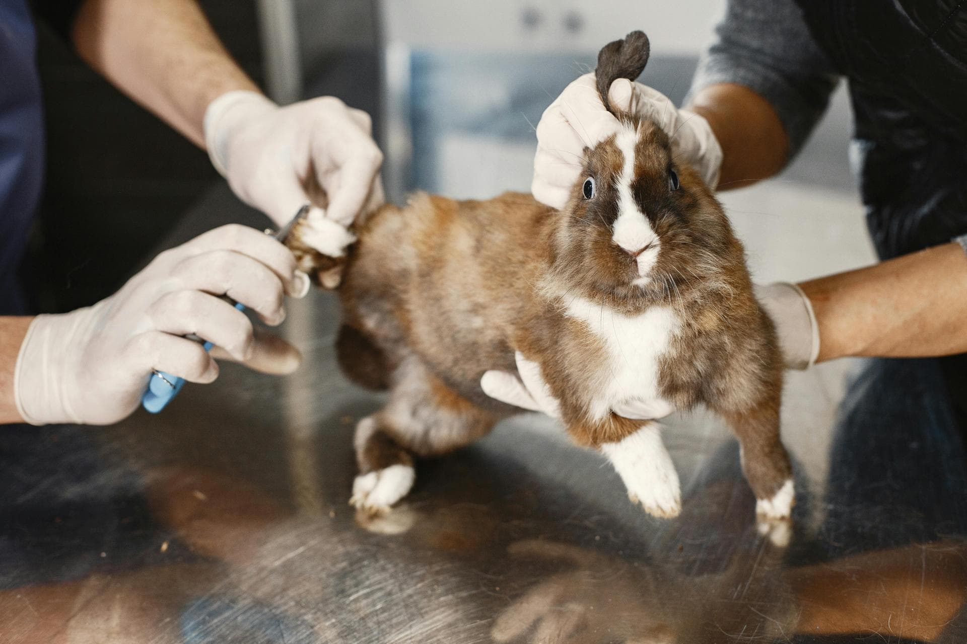 Dog & Cat Vets in Clarksburg
