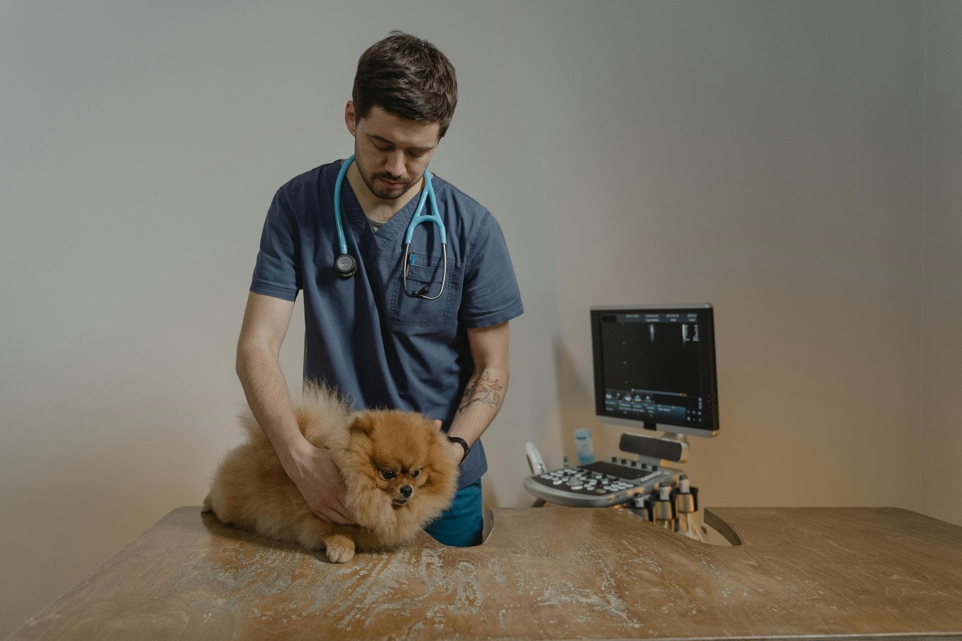 Emergency vets in Vienna