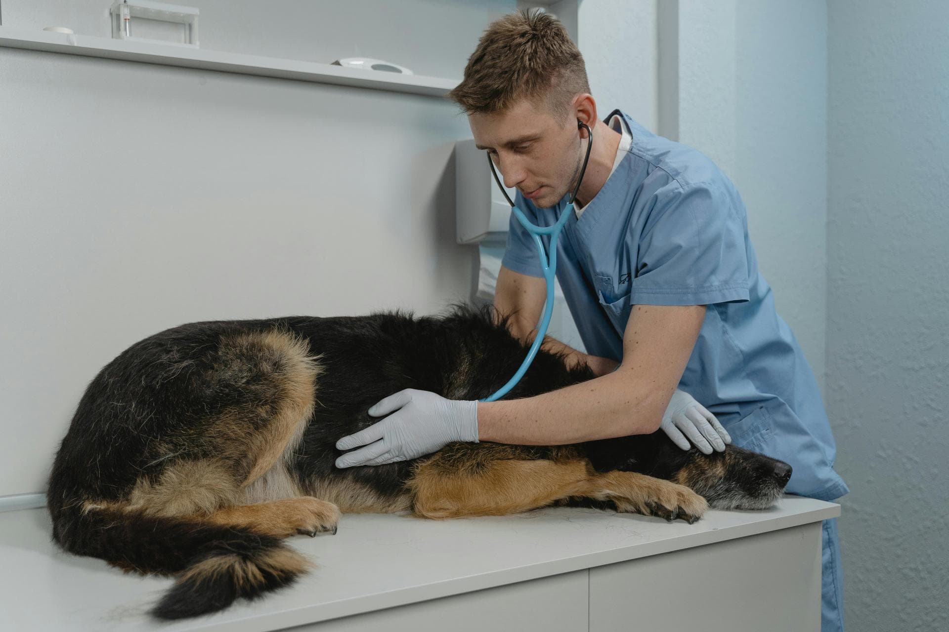 Dog & Cat Vets in Martinsburg